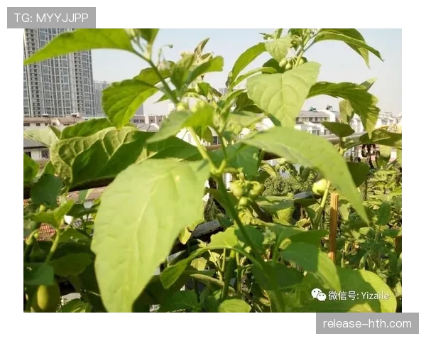 库里家冰箱里塞满有机蔬菜，训练完喝的蛋白粉比我的口红还贵